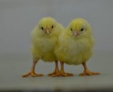 ROSS 308 Day old Broilers chicks