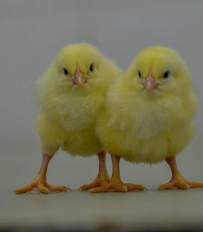ROSS 308 Day old Broilers chicks