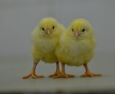 ROSS 308 Day old Broilers chicks