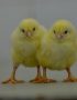 ROSS 308 Day old Broilers chicks