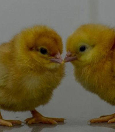 Valentine Day Old Broiler Chicks