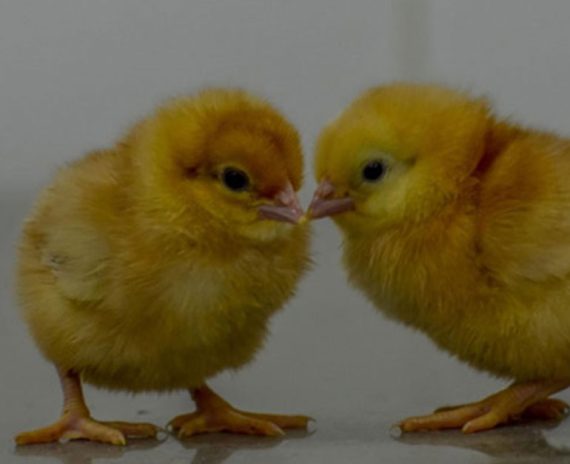 Valentine Day Old Broiler Chicks