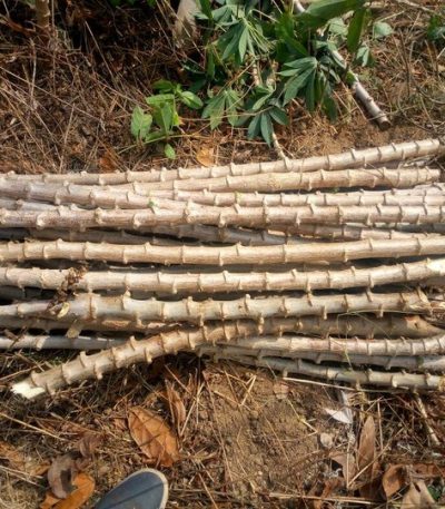 High Quality Cassava Stems