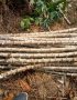 High Quality Cassava Stems