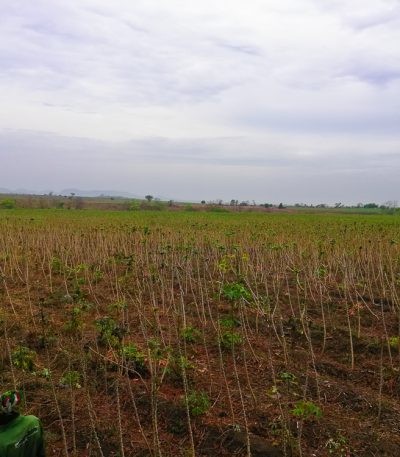 Buy Cassava Stem from Farm Square Nigeria