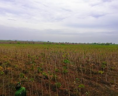 Buy Cassava Stem from Farm Square Nigeria