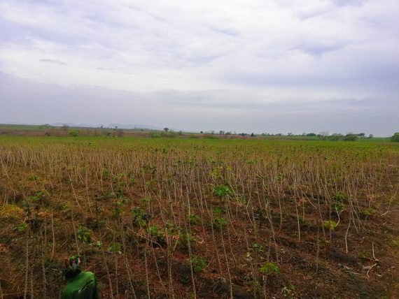 Buy Cassava Stem from Farm Square Nigeria