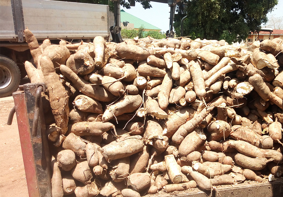Cassava Stem from Farm Square Nigeria