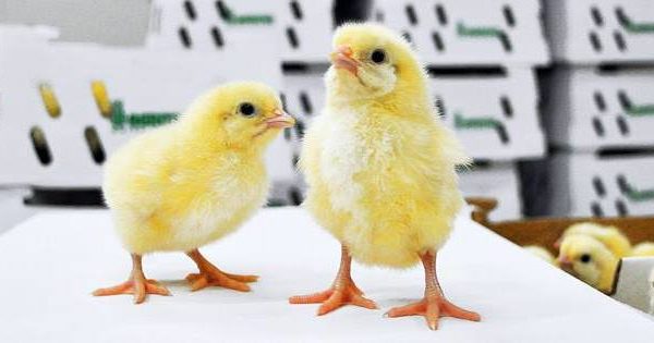 NOVOgen Brown Day Old Pullet Chicks