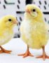 NOVOgen Brown Day Old Pullet Chicks
