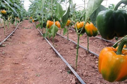 Maximizing Yields From Crops