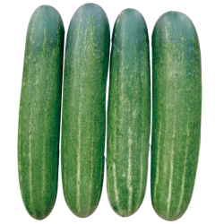 3621 cucumber Farmsquare