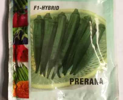 Okra Seeds Prerana F1