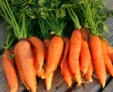 Carrots Nantes 300x200 Farmsquare