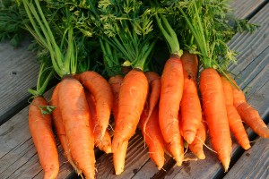 Carrots Nantes Farmsquare