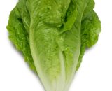 Cos lettuce Farmsquare