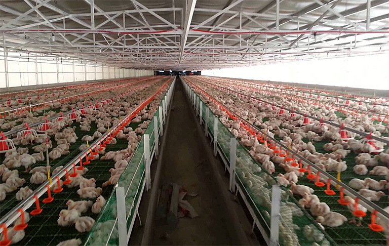 POULTRY-CHICKEN-OLAM-FROM-FARM-SQUARE-ONLINE-AGRICULTURAL-WEBSTORE-AGRITED-AFRIMASH