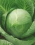 cabbage