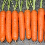 carrot Nantes Farmsquare