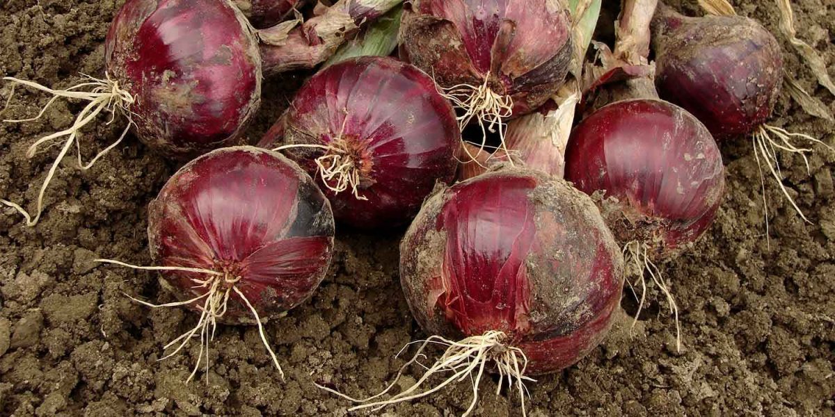 Onions Hybrid Seeds (Red Coach F1) - Image 1