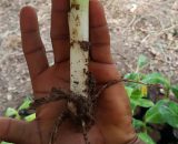 hybrid plantain suckers