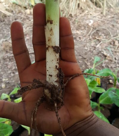 hybrid plantain suckers