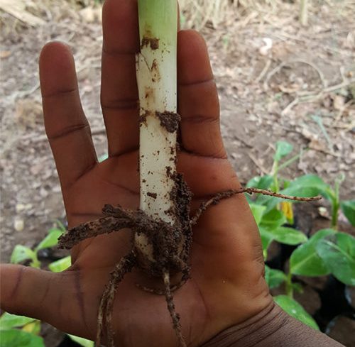 hybrid plantain suckers