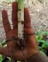 hybrid plantain suckers
