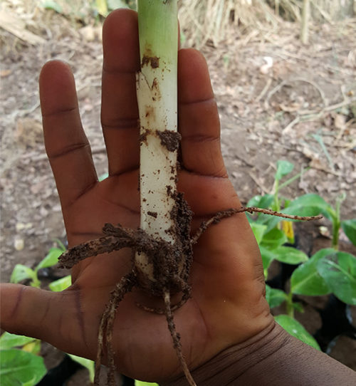 hybrid plantain suckers