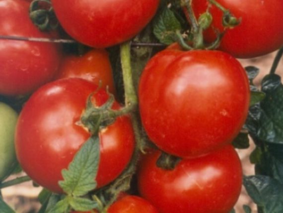 tomato Farmsquare