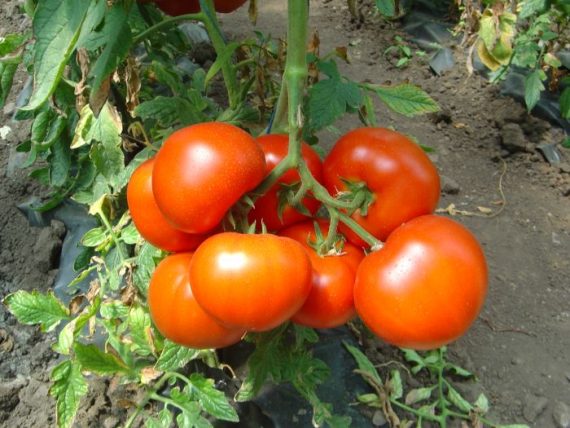 tomato belfast f1 Farmsquare