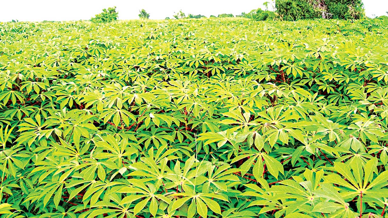 Cassava-Farm from farmsquare nigeria