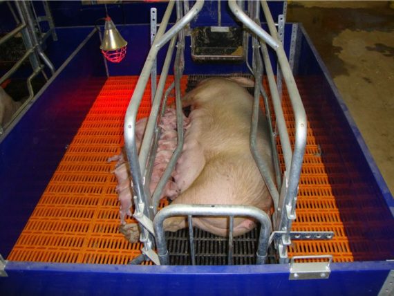Farrowing crate with flooring and infra red lamp 1 Farmsquare
