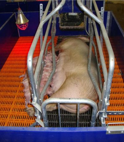 Heating Lamp (Pigs, Livestock and brooding birds)