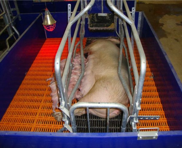 Heating Lamp (Pigs, Livestock and brooding birds)