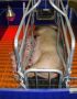 Heating Lamp (Pigs, Livestock and brooding birds)