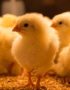 FIDAN Day Old Broiler Chicks (Arbor Acres Plus)