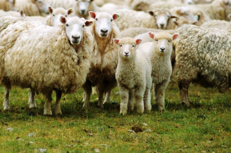 Sheep-farming1 from farmsquare nigeria