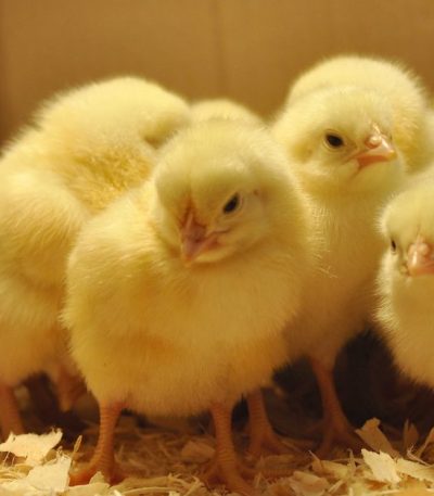 AMO Day Old Broilers Chicks