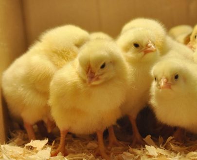 AMO Day Old Broilers Chicks