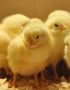 AMO Day Old Broilers Chicks