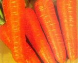 Carrot sakata seeds