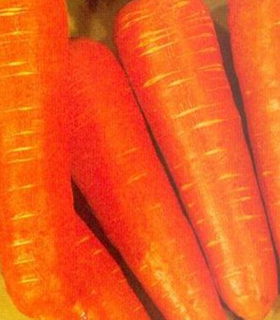 Carrot sakata seeds