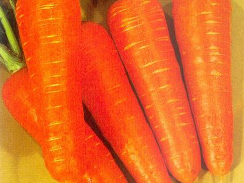 Carrot sakata seeds
