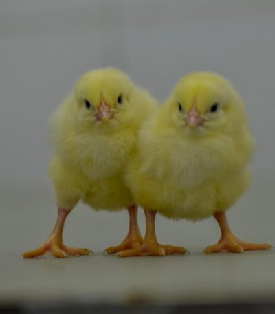Arbor Acres Plus Day Old Broiler Chicks