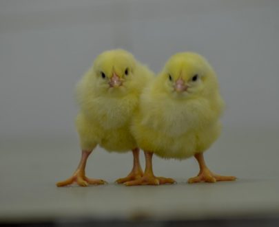 Arbor Acres Plus Day Old Broiler Chicks (CHI BRAND)