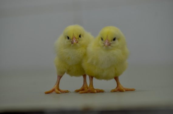 Arbor Acres Plus Day Old Broiler Chicks