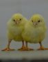 Arbor Acres Plus Day Old Broiler Chicks