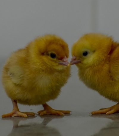 Commercial Day Old Pullet Chicks