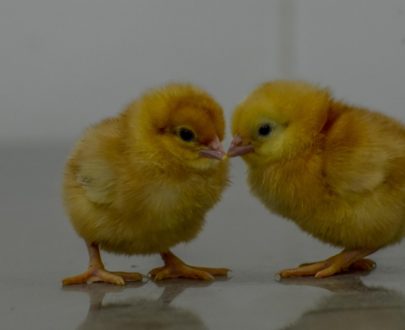 Commercial Day Old Pullet Chicks (CHI BRAND)